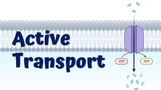 Primary and Secondary Active Transport Animation || Sodium-Potassium Pump || Symport Protein