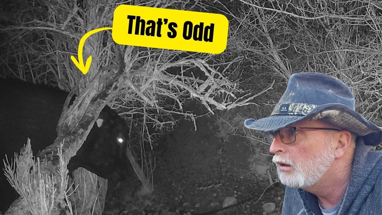 They Appeared in a Record Bad Winter: TC22 Wildlife Trail Camera