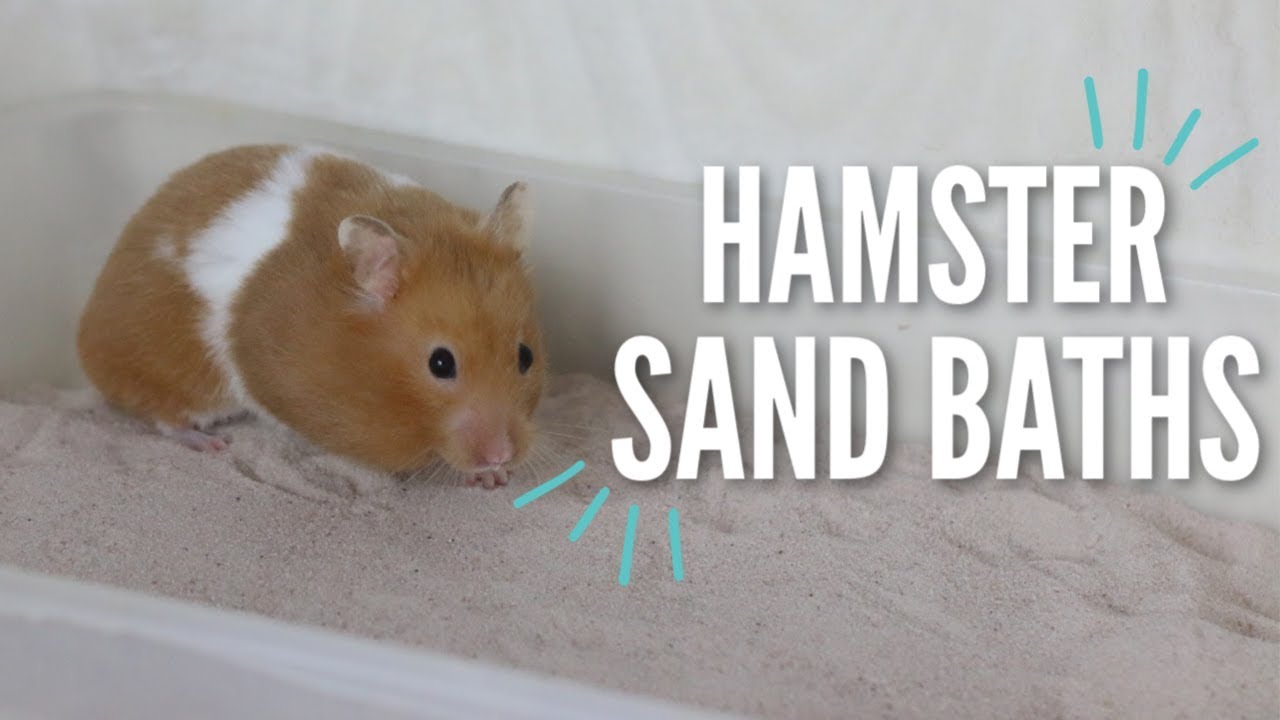 How Deep Should A Hamster Sand Bath Be