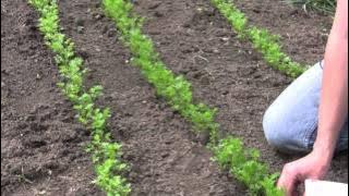 How to Grow and Sow Carrots from Seed - Gurney's Video