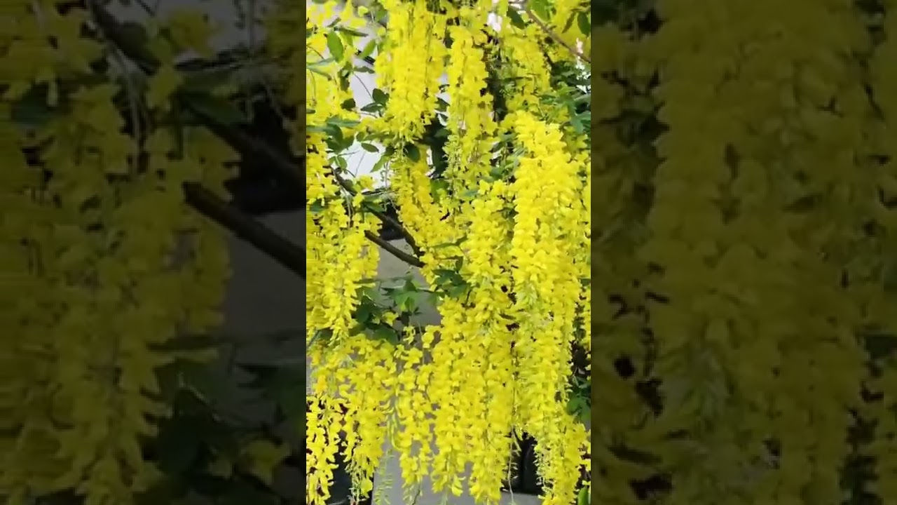 Very special wisteria flowers!