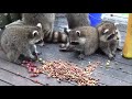 Raccoon Babies come for Early Meal