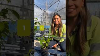 En el Vivero Comunitario Cemex Monterrey cultivamos árboles y plantas de la región #Cemex #Monterrey