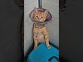 Rav’s road to recovery 🐾