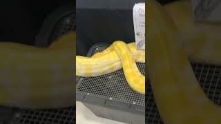 Big Yellow Python