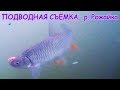 🐟ПОДВОДНАЯ СЪЁМКА поклёвок на поплавок(Подборка моментов)Рыбалка. речка Рожайка. Underwater. Fishing