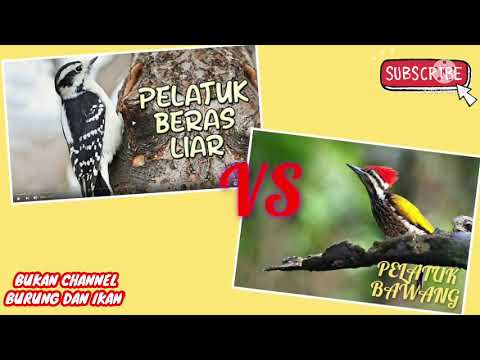 PLATUK BERAS VS PELATUK BAWANG GACOR MASTERAN MEWAH