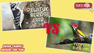 PLATUK BERAS VS PELATUK BAWANG GACOR MASTERAN MEWAH