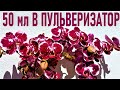 ДОБАВЬТЕ 50 МЛ ЭТОГО В ПУЛЬВЕРИЗАТОР И ОРХИДЕИ ЗАЦВЕТУТ ШАПКАМИ ЦВЕТОВ! 🌞ПРОВЕРЕНО! РЕЗУЛЬТАТ 100%!🌞