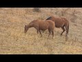 La semaine verte | Les chevaux sauvages de l'Alberta