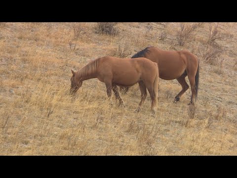 Vidéo: Aider les chevaux de course à la retraite à trouver de nouvelles vies