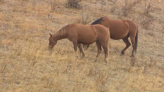 La semaine verte | Les chevaux sauvages de l'Alberta