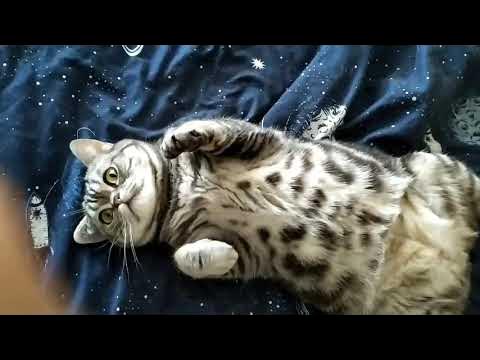 Кот проснулся и оживился))) - YouTube
