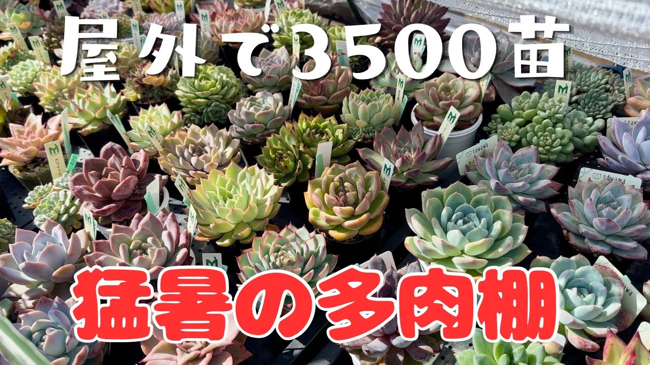 3,500 Outdoor Plants] How My Succulents Are Doing on a Scorching
