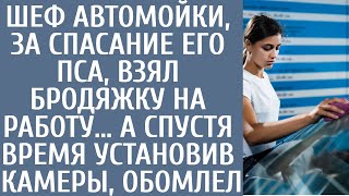 Шеф автомойки, за спасание его пса взял бродяжку на работу… А спустя время установив камеры, обомлел