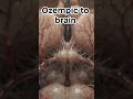 ozempic to brain #healthviralshort