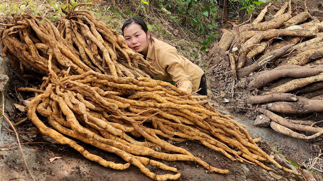 Harvesting underground tubers is a precious herb in the forest.