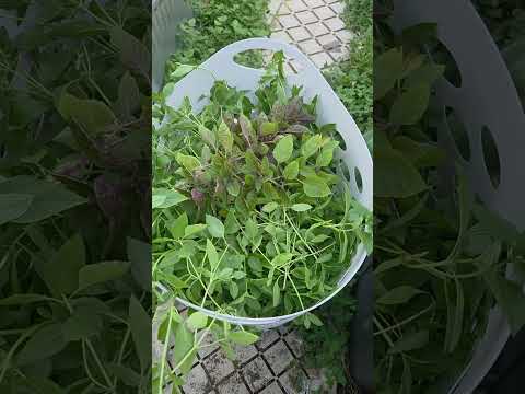 Basil harvesting time.
