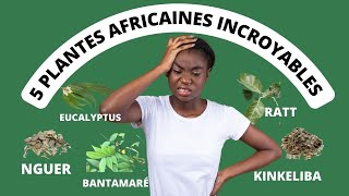5 plantes africaines contre les maux de tête screenshot 4