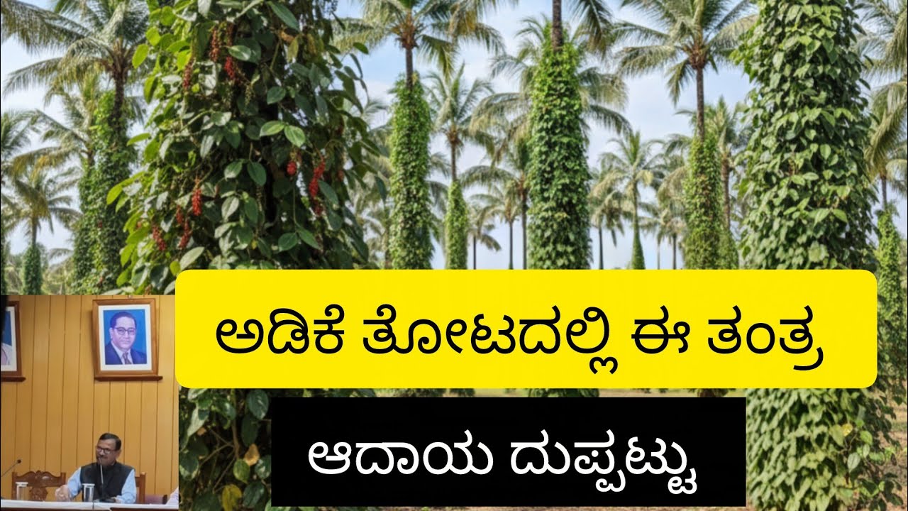 ಅಡಿಕೆಯೊಂದಿಗೆ ಕಾಳು ಮೆಣಸು ಕೃಷಿ ಬೆಳೆಗಾರರ ಆರ್ಥಿಕ ಸದೃಢತೆಗೆ ಸಹಕಾರಿ. 