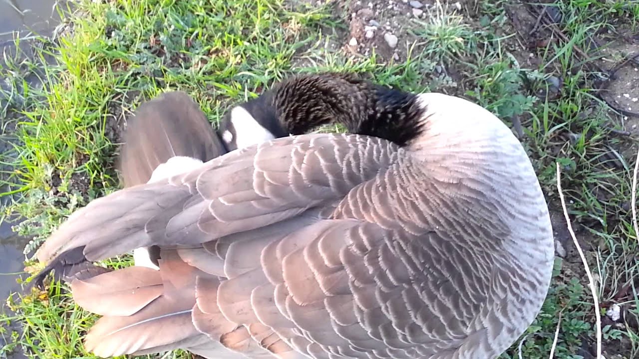 Canadian goose cleaning herself YouTube