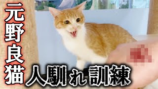 人を信頼できず狂暴な元野良猫が人馴れ訓練を頑張った結果