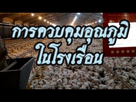 วีดีโอ: จะทำอย่างไรถ้าไก่เนื้อเติบโตช้า
