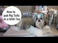 How to put Pigtails in your Dog