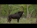 Thaba tholo september auction 2021  zambian sable bull  dingane 50 68 son of 50 alfa lot 10