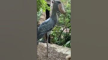 Shoebill bird talk to us in this way || #shoebill #bird #shorts