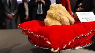 Ein Kilo Trüffel für 120.000 Euro versteigert