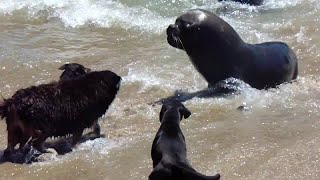 Dogs vs Sea Lions || ViralHog
