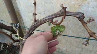 Начало вегетации винограда 2022, основные нюансы