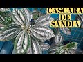 Cuidados de la Cascara de Sandia / Aprendiendo a Cuidar
