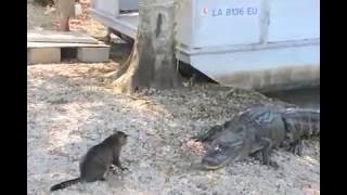 Cat vs Gator - Pet Cat Saves Boy from Two Vicious GATORS- (original)