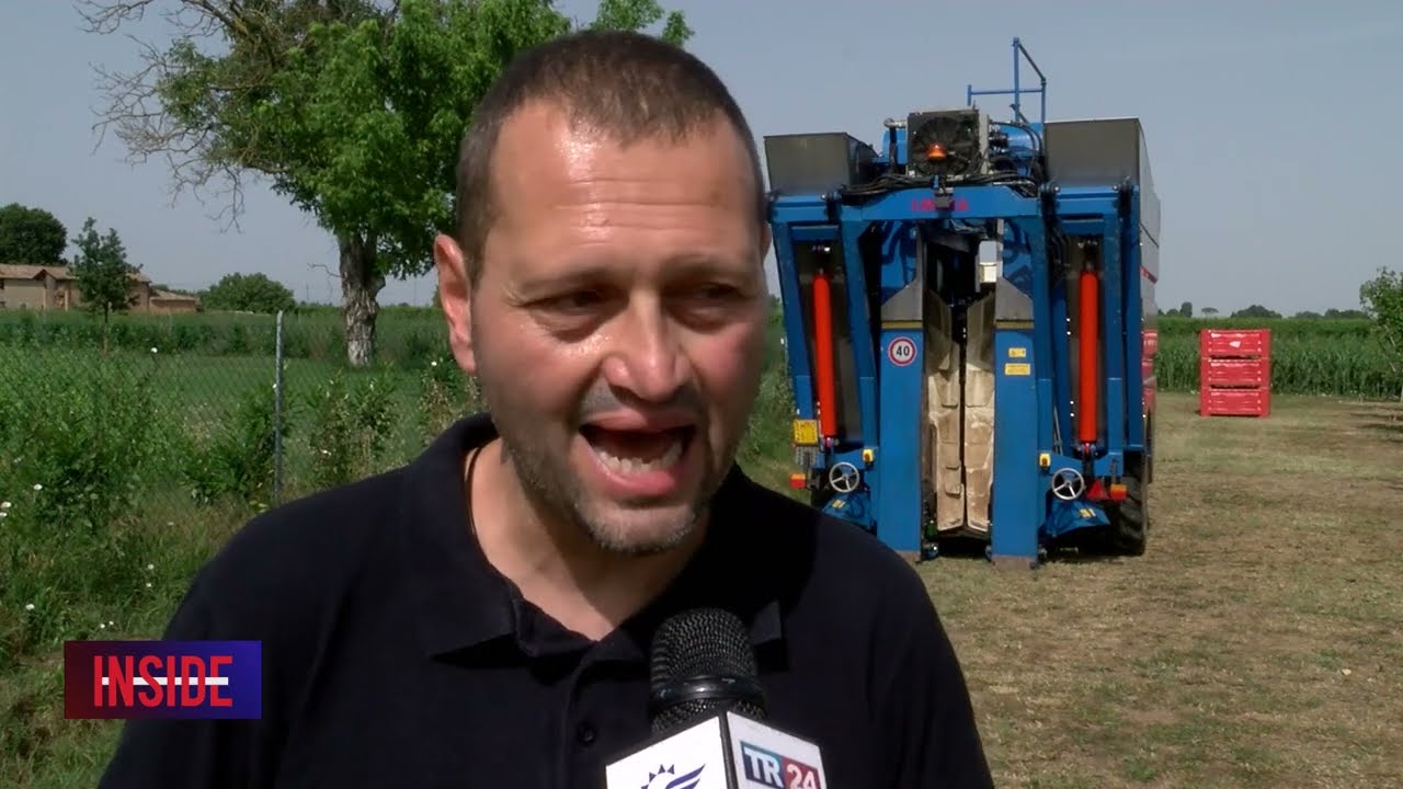 Test per raccolta meccanizzata albicocche / Teleromagna