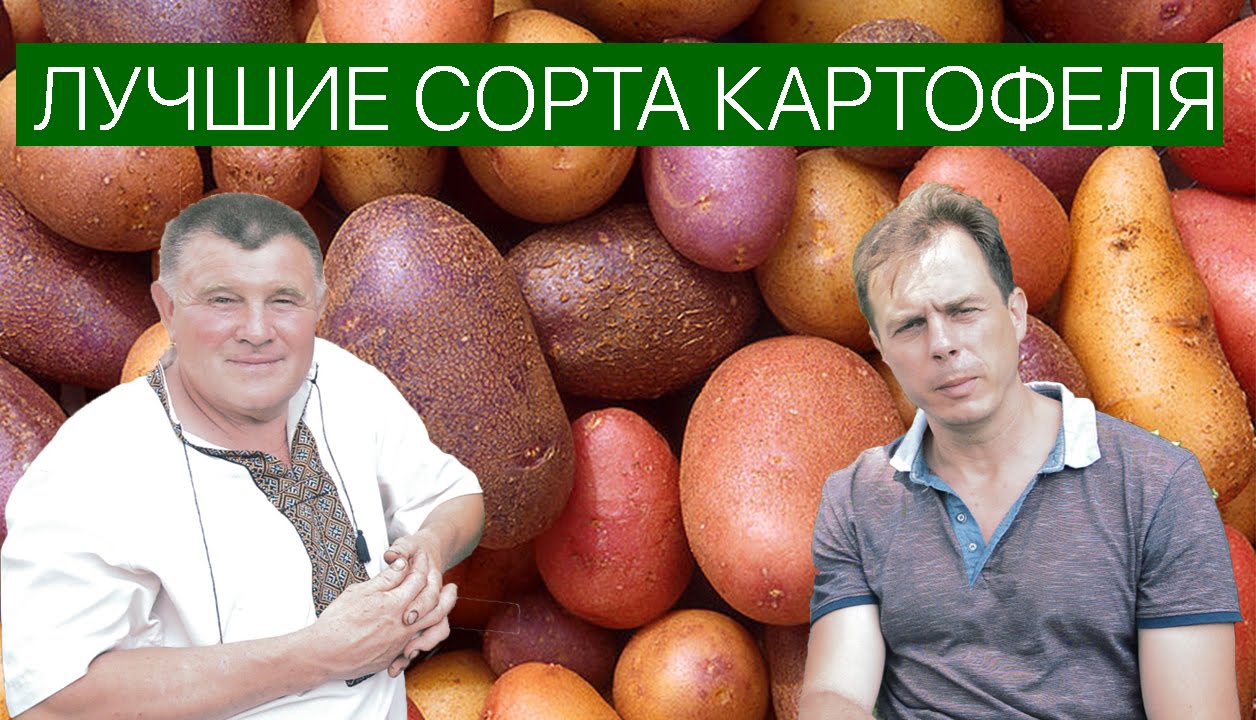 Картошка Ермак Описание Сорта Фото Отзывы