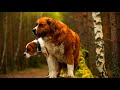 Saint Bernard Biggest Dog | Biggest Dog Breed | Dog Videos #shorts