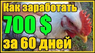 Технология выращивания бройлеров 700 долларов за 60 дней на 100 бройлерах породы Кобб - 500