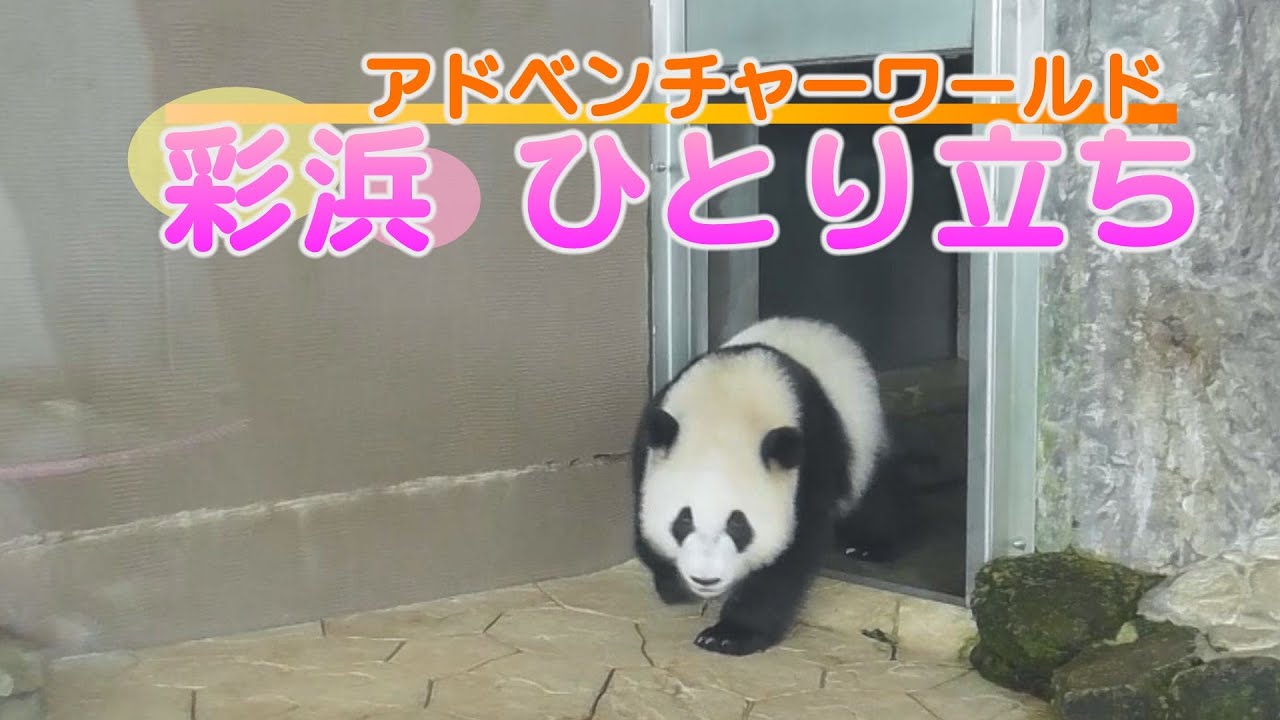 彩浜 ひとり立ち 和歌山県白浜町のアドベンチャーワールド - YouTube