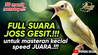 Download Lagu Kecial Kuning Joss GESIT Ampuh Melatih Kecial Kuning Joss Speed JUARA‼️| PEPADU KECIAL MP3
