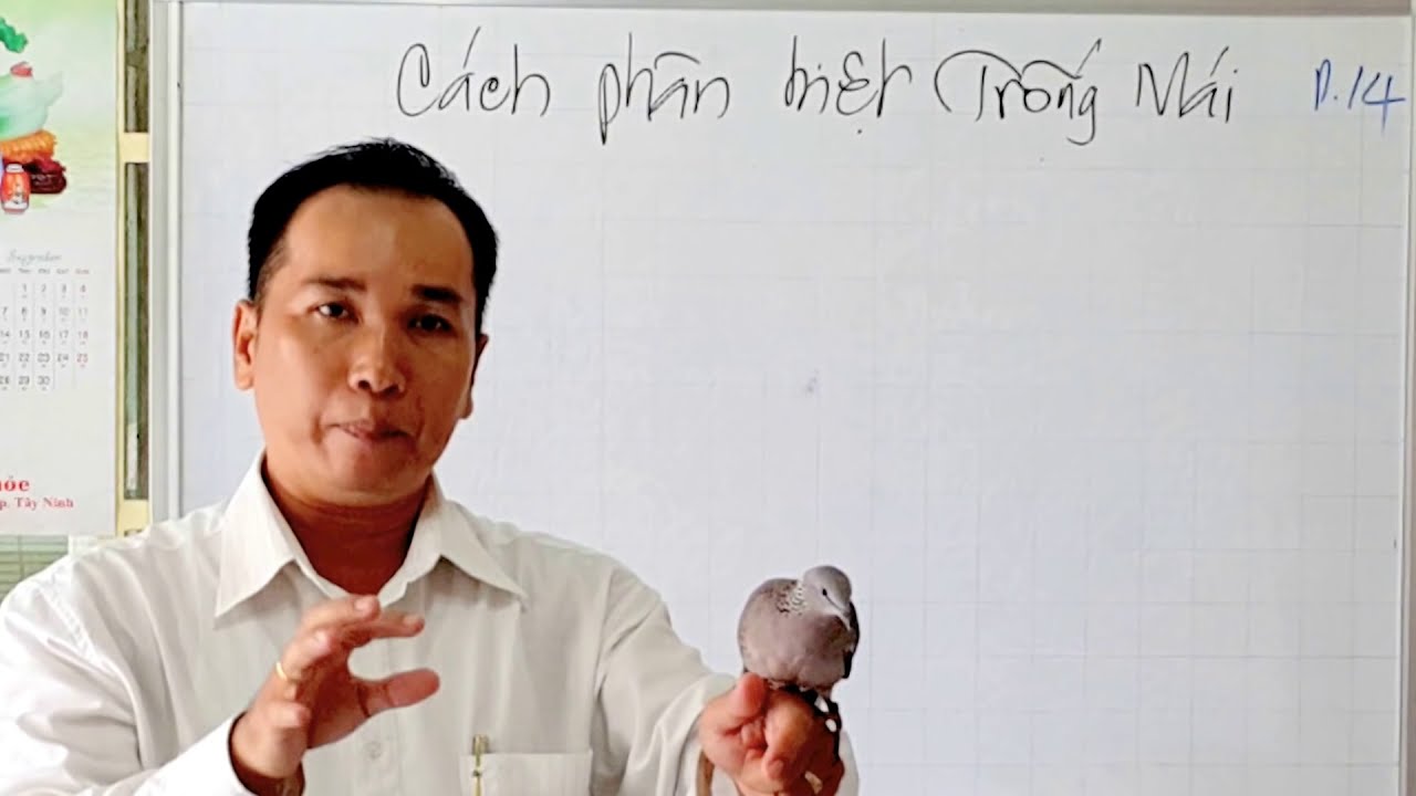 CHỌN CU MỒI HAY THEO QUAN ĐIỂM CỦA HỒNG SÂM P14