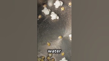 Why Does Popcorn Pop? 🍿