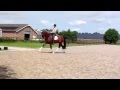 14yo Dutch Dressage Gelding - 4th/PSG level!