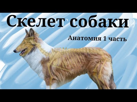 Скелет/Анатомия собак| Щеноблог