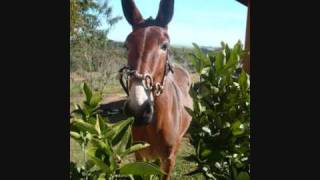 Video thumbnail of "chico rei e parana, saco de estopa"