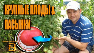 СУПЕР КРУПНЫЕ ТОМАТЫ. УМНОЕ ПАСЫНКОВАНИЕ ПОМИДОРОВ. САД (ОГОРОД) И ТЕПЛИЦА СУПЕР КРУПНЫЕ ТОМАТЫ. УМНОЕ ПАСЫНКОВАНИЕ ПОМИДОРОВ. САД (ОГОРОД) И ТЕПЛИЦА