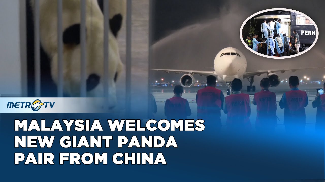 Malaysia Welcomes New Giant Panda Pair Chen Xing and Xiao Yue