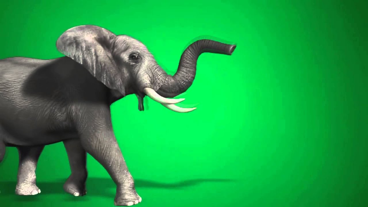 Greenscreen Elephant HD - YouTube