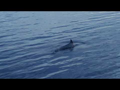 Video: Melnās jūras pudeldeguna delfīns ir augsti attīstīta jūras zīdītāju suga